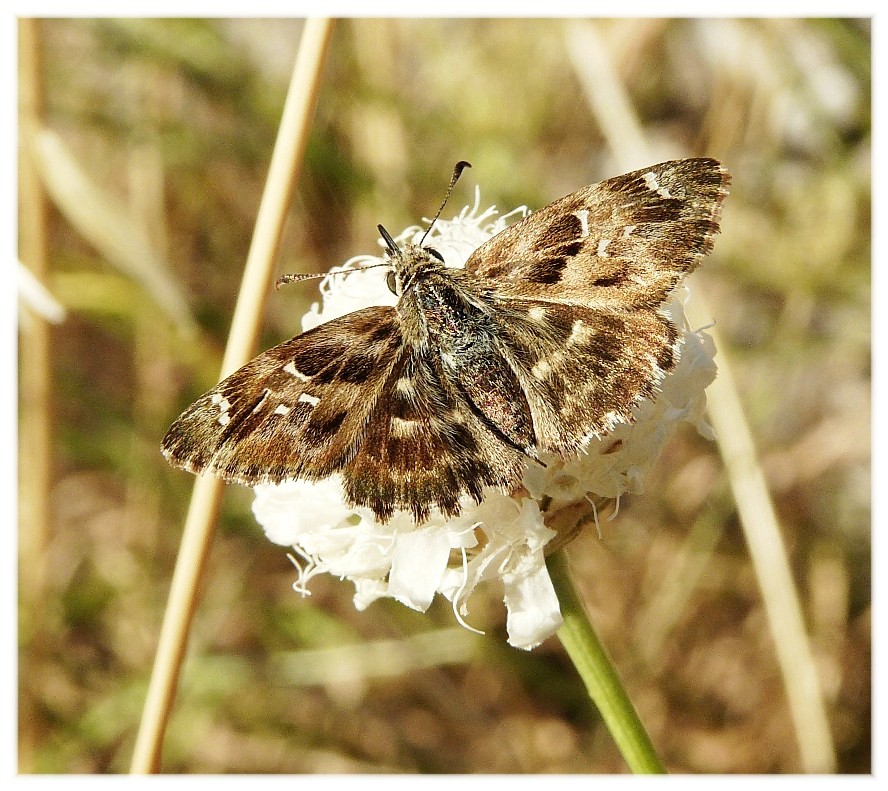 Prova macro con insetti piu'' impegnativi......